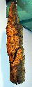 Sept 2003 - This is done from a piece of bark that came from BC. The color is much different than my other bark carvings but the final effect is nice. It is also the 100th carving that I have done.