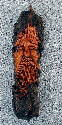 December 2003 - 12 inch wood spirit carved in bark brought in from Alberta.