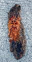 December 2003 - 10 inch wood spirit carved in bark brought in from Alberta.