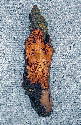 December 2003 - 11 inch wood spirit carved in bark brought in from Alberta.