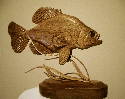 May 2005 - This Crappie was carved from butternut and finished only with Deft Satin laquer. He stands a little over 7 inches and is about the same width.