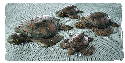 These 4 turtles are from the same design but are all progressively smaller with the largest being about 5 inches in diameter and the smallest about 2 1/2 inches. Carved from basswood and finished with acrylic paint then floor paste wax to preserve.
