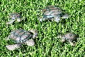 This is just a different shot of the same turtles as #151.