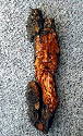 August 2003 - 15 inches tall