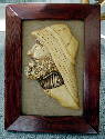 Sept 2003. This is carved from a piece of pine I had lying around. It is actually the first piece of