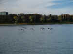 Birds 1-3.jpg (74361 bytes)