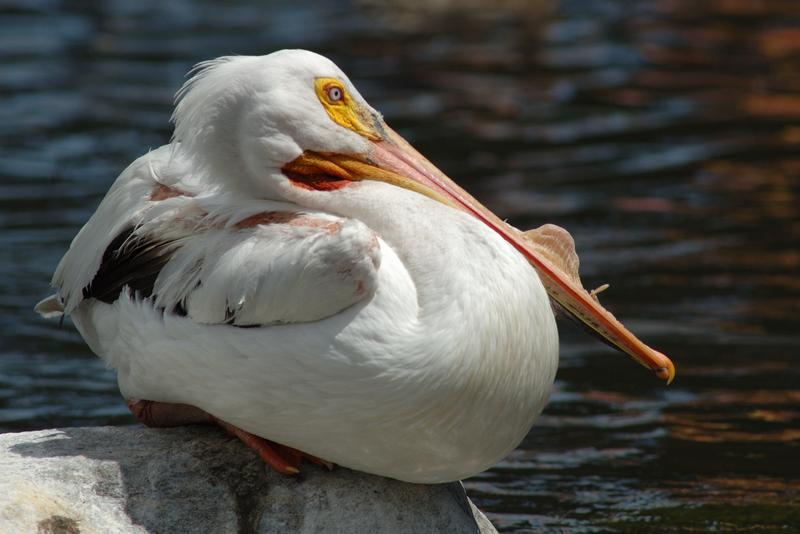 Pelican-on-the-mend_dsc9000