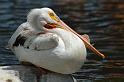 Pelican-on-the-mend_dsc9000
