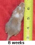 8 week old gerbil