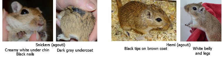 agouti