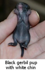black gerbil pup