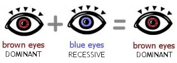 brown and blue eyes