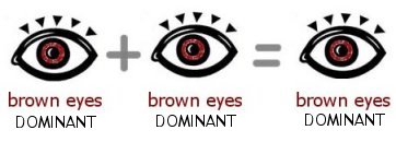 brown eyes