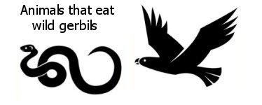 gerbil predators