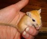 gerbil