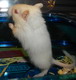 gerbil