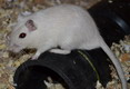 gerbil