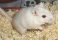 gerbil
