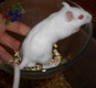 gerbil