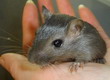 gerbil