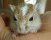 gerbil