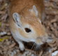 gerbil