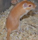 gerbil