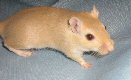 gerbil