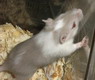 gerbil