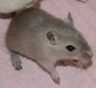 gerbil