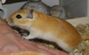 gerbil