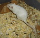 gerbil