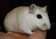 gerbil