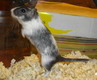 gerbil