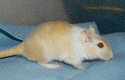 gerbil