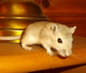 gerbil