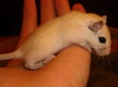 gerbil