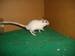 gerbil