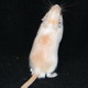 gerbil