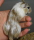 gerbil