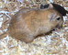 gerbil
