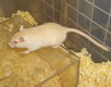 gerbil