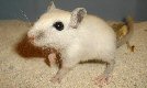 gerbil