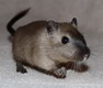 gerbil