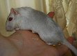 gerbil