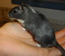 gerbil