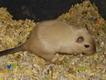 gerbil