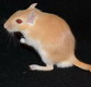gerbil