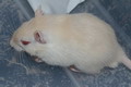gerbil