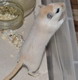 gerbil